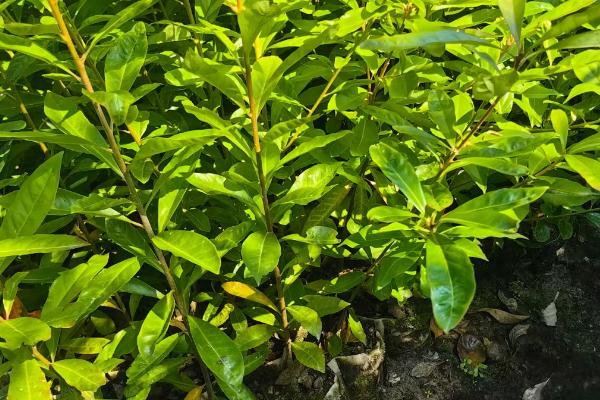 香叶树的形态特征，其叶片呈卵形或椭圆形