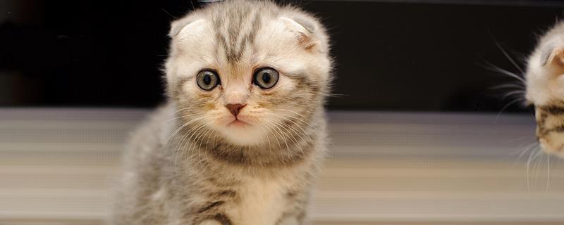 怎么避免猫咪出现跑酷行为,可以给猫找个伴