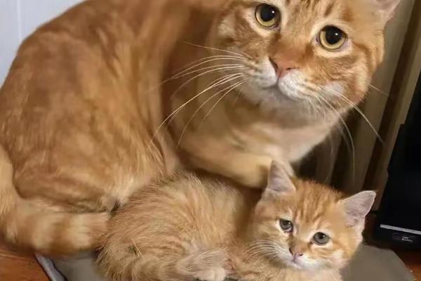 怎么避免猫咪出现跑酷行为，可以给猫找个伴