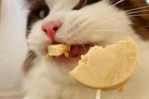 怎么避免猫咪出现跑酷行为，可以给猫找个伴