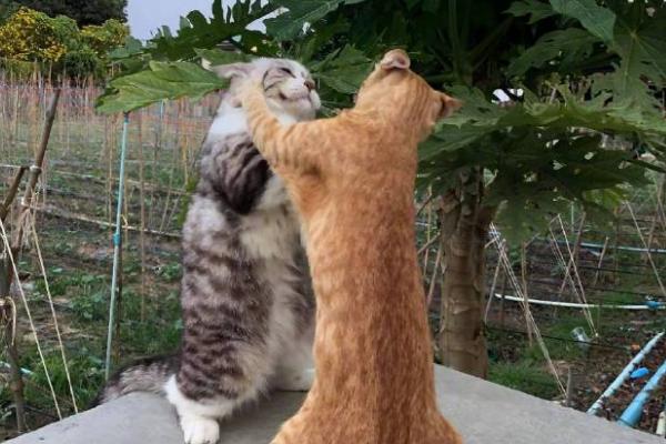 怎么避免猫咪出现跑酷行为，可以给猫找个伴