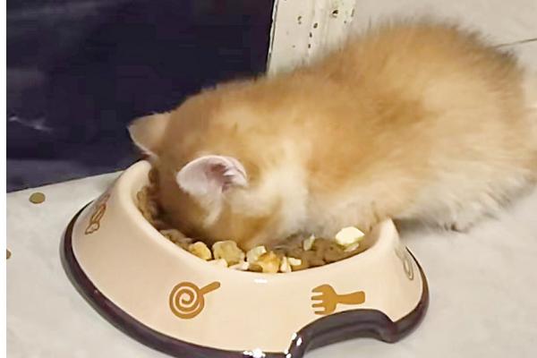 怎么避免猫咪出现跑酷行为，可以给猫找个伴