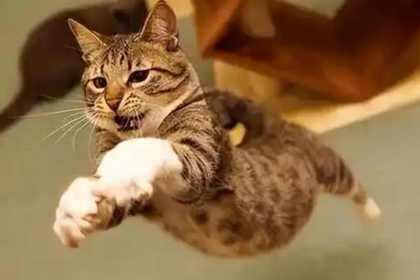 怎么避免猫咪出现跑酷行为，可以给猫找个伴