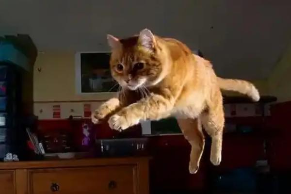 怎么避免猫咪出现跑酷行为，可以给猫找个伴