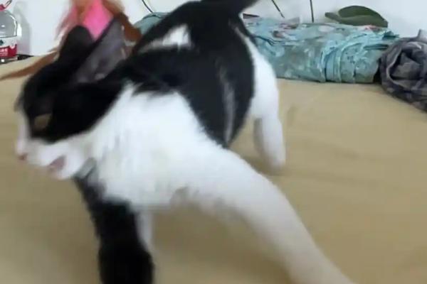 怎么避免猫咪出现跑酷行为，可以给猫找个伴