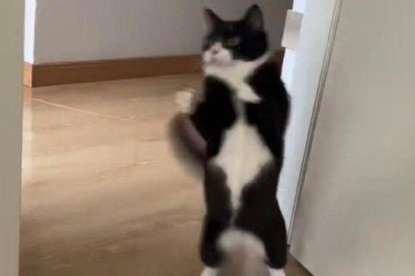 怎么避免猫咪出现跑酷行为，可以给猫找个伴