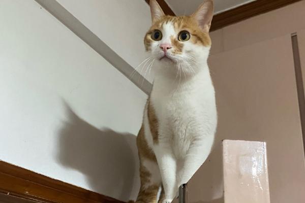 怎么避免猫咪出现跑酷行为，可以给猫找个伴