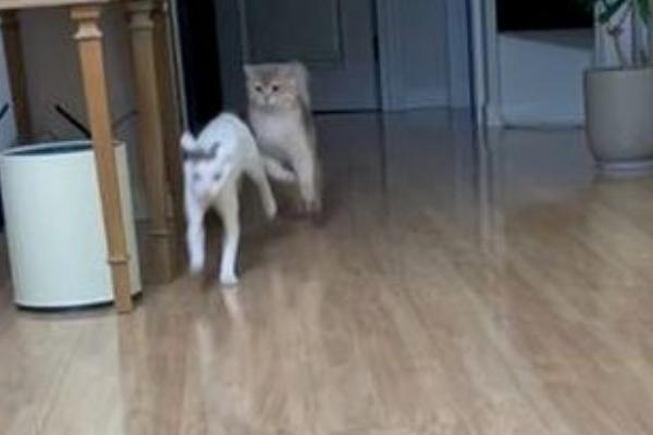 怎么避免猫咪出现跑酷行为，可以给猫找个伴