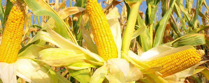 祥玉19玉米的简介，中抗灰斑病、茎腐病等病害