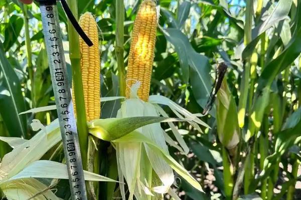 祥玉19玉米的简介，中抗灰斑病、茎腐病等病害