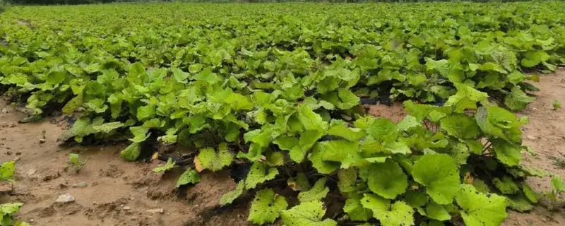 款冬的收获时间，10-12月份是最佳收获期