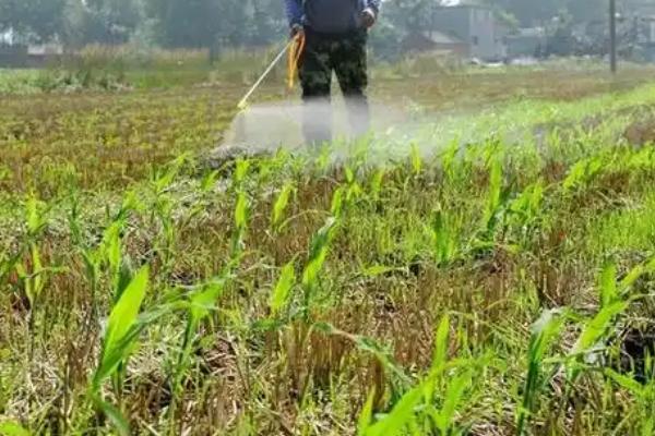 金都尔有什么作用，通过芽鞘、幼芽吸收而发挥杀草效果