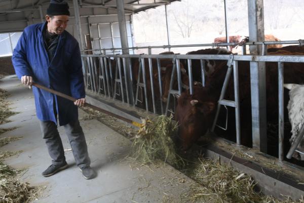 肉牛怎么养殖，夏季每天饲喂3次