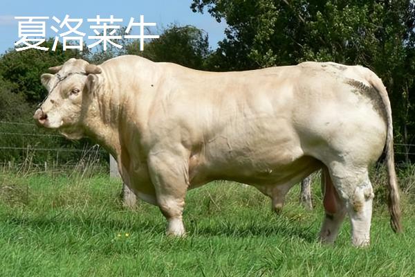 肉牛怎么养殖，夏季每天饲喂3次