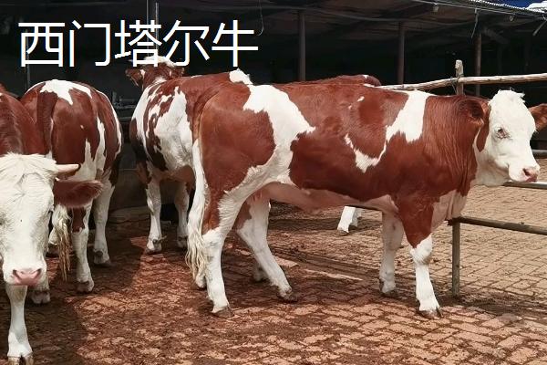 肉牛怎么养殖，夏季每天饲喂3次