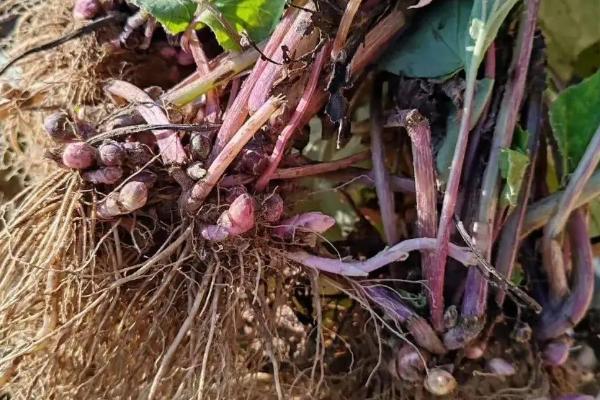 款冬的收获时间,10-12月份是最佳收获期