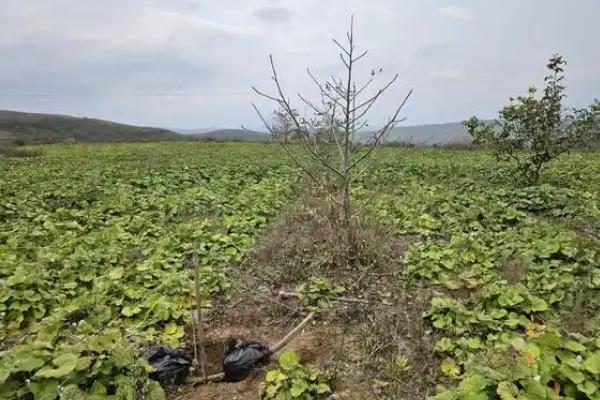 款冬的收获时间,10-12月份是最佳收获期
