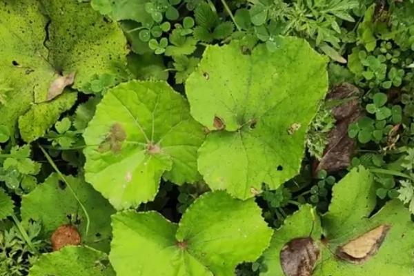 款冬的收获时间,10-12月份是最佳收获期
