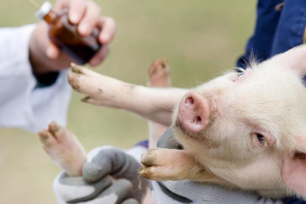 仔猪腹腔补液药物的部位，在倒数第2个乳头外侧2厘米处