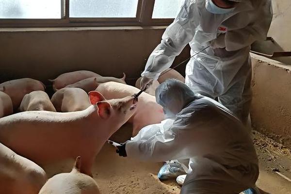 仔猪腹腔补液药物的部位，在倒数第2个乳头外侧2厘米处