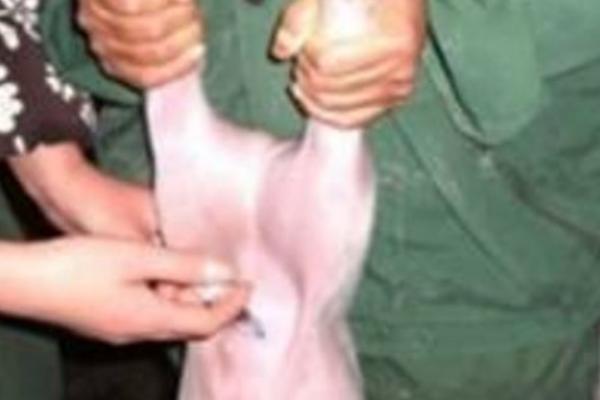 仔猪腹腔补液药物的部位，在倒数第2个乳头外侧2厘米处