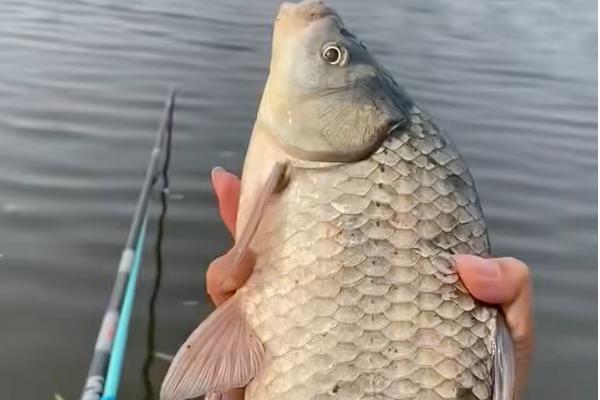 5号金海夕钩可以钓多重的鲫鱼，垂钓1-2斤的鲫鱼适合使用这种钩型