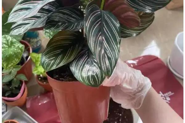 双线竹芋怎么养殖，生长旺季每隔两周追肥一次
