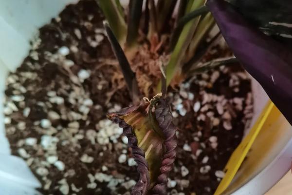 双线竹芋怎么养殖，生长旺季每隔两周追肥一次