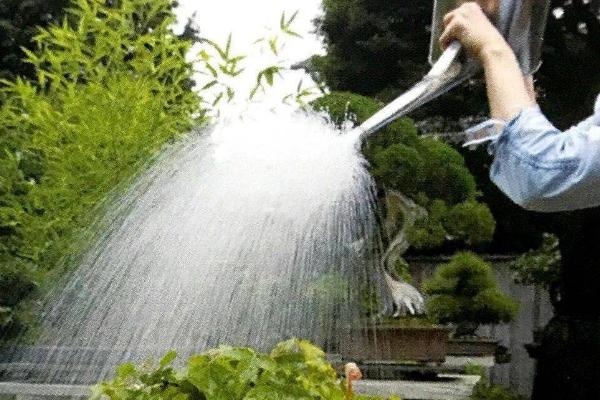 双线竹芋怎么养殖，生长旺季每隔两周追肥一次