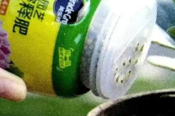 双线竹芋怎么养殖，生长旺季每隔两周追肥一次