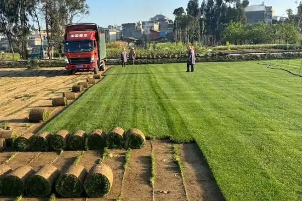 种草坪每亩地所需成本，需投入3000-5000元