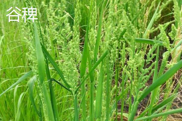 种草坪每亩地所需成本，需投入3000-5000元