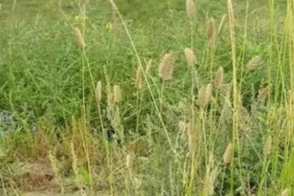 种草坪每亩地所需成本，需投入3000-5000元