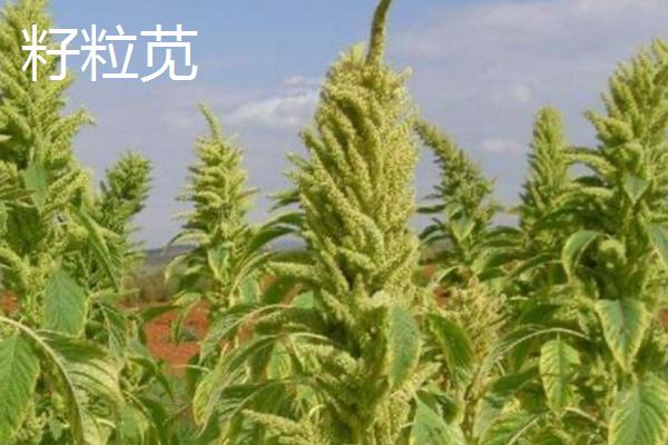 种草坪每亩地所需成本，需投入3000-5000元