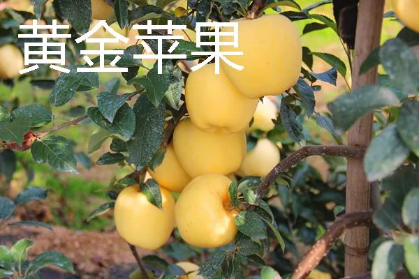 新品种果树介绍，常见的有黄金苹果、金秋王桃等