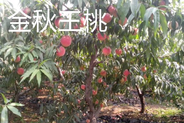 新品种果树介绍，常见的有黄金苹果、金秋王桃等