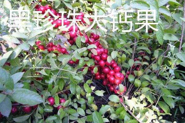 新品种果树介绍，常见的有黄金苹果、金秋王桃等