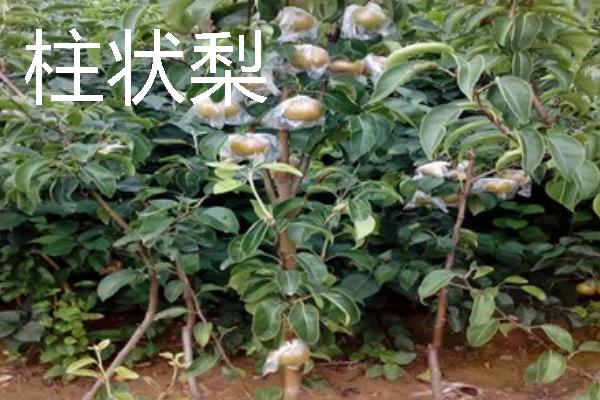 新品种果树介绍，常见的有黄金苹果、金秋王桃等