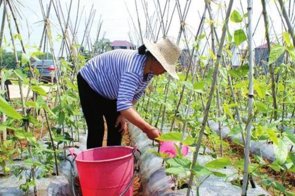 豆角是否需要摘心打顶，摘心打顶可促进侧枝萌发提高产量