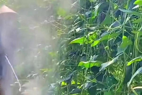 豆角是否需要摘心打顶，摘心打顶可促进侧枝萌发提高产量