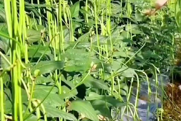 豆角是否需要摘心打顶，摘心打顶可促进侧枝萌发提高产量