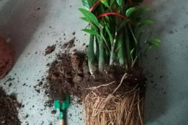 金钱树的换土间隔，每隔1-2年左右更换一次