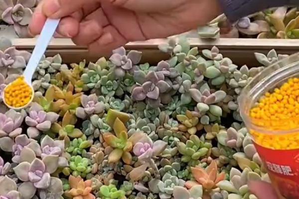 乌羽玉怎么种植，盆土要求疏松肥沃、排水透气良好