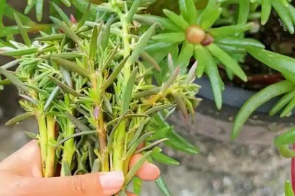 太阳花苗怎么种，栽种前放在多菌灵液中浸泡