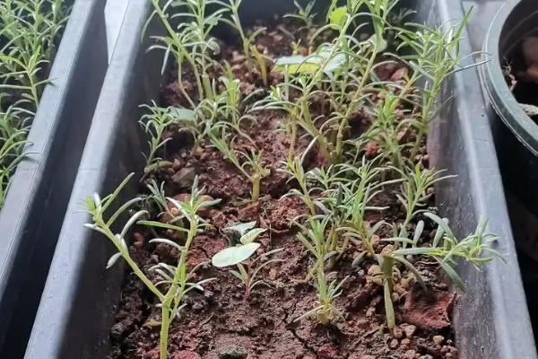 太阳花苗怎么种，栽种前放在多菌灵液中浸泡