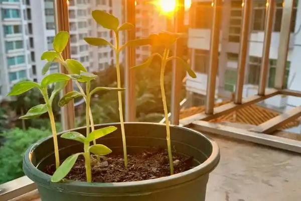 太阳花苗怎么种，栽种前放在多菌灵液中浸泡