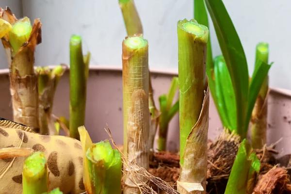 文殊兰的繁殖方法，可播种繁殖也可分株繁殖