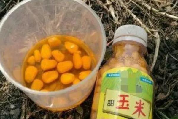水库钓鲫鱼用什么饵料，不同季节选择不同饵料