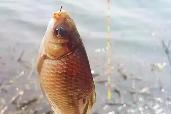 水库钓鲫鱼用什么饵料，不同季节选择不同饵料