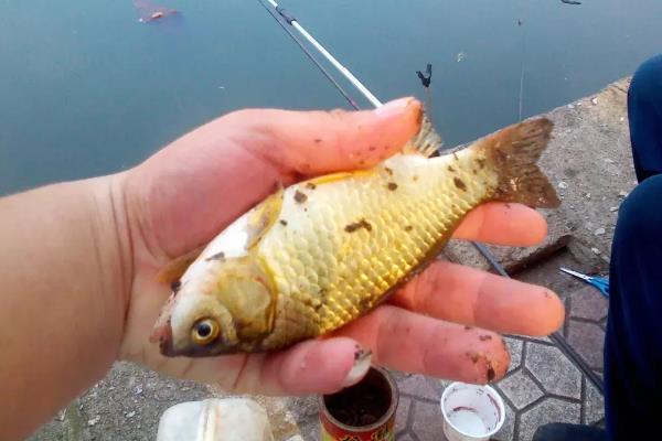 水库钓鲫鱼用什么饵料，不同季节选择不同饵料